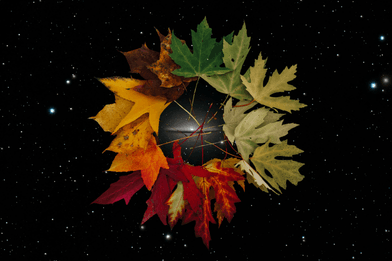 Seasonal Support 4-Pack